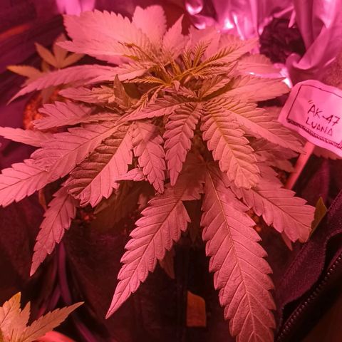 Florinda: AK-47 growlog timeline photo