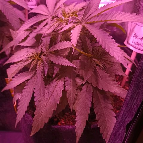 Florinda: AK-47 growlog timeline photo