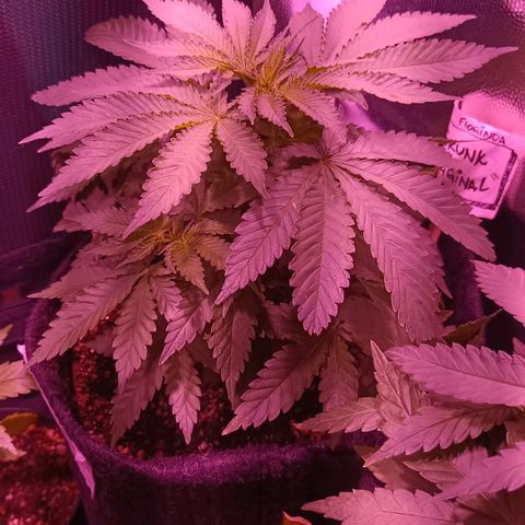 Luana: Skunk "Original" growlog timeline photo