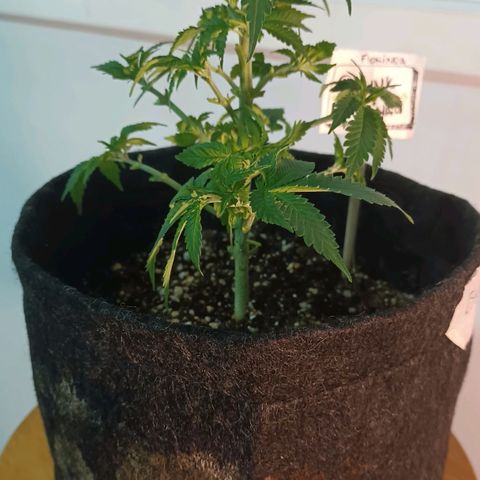 Luana: Skunk "Original" growlog timeline photo