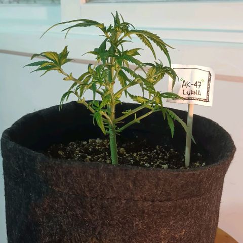 Florinda: AK-47 growlog timeline photo