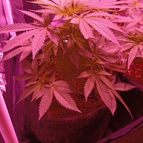 Luana: Skunk "Original" growlog timeline photo