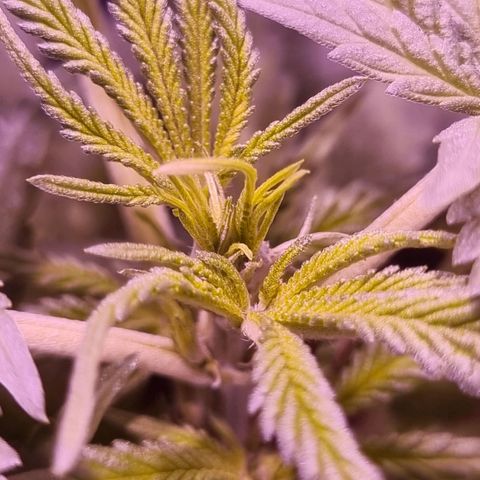 Florinda: AK-47 growlog timeline photo