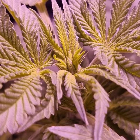 Luana: Skunk "Original" growlog timeline photo