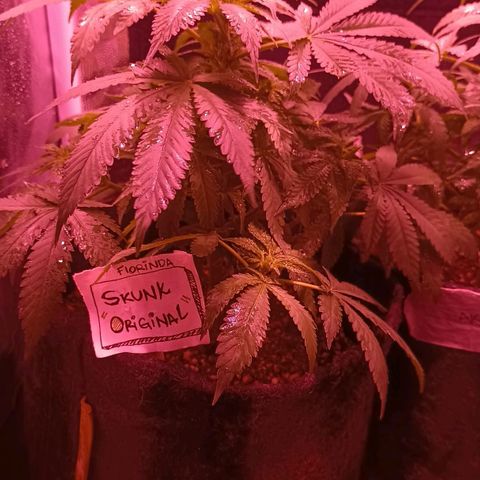Luana: Skunk "Original" growlog timeline photo