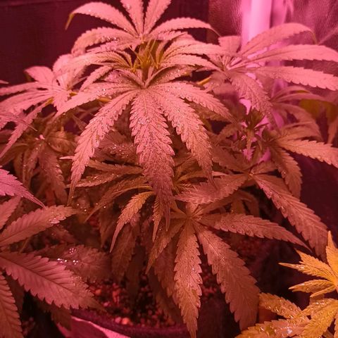 Florinda: AK-47 growlog timeline photo