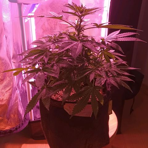 Luana: Skunk "Original" growlog photo: Desfoliação 