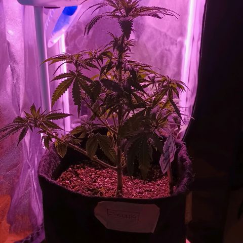 Luana: Skunk "Original" growlog timeline photo