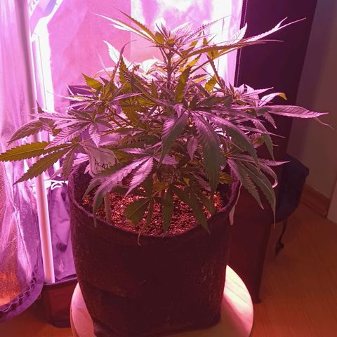 Florinda: AK-47 growlog photo: Desfoliação 