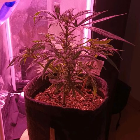 Florinda: AK-47 growlog photo: Desfoliação 