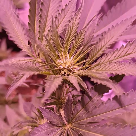 Luana: Skunk "Original" growlog timeline photo