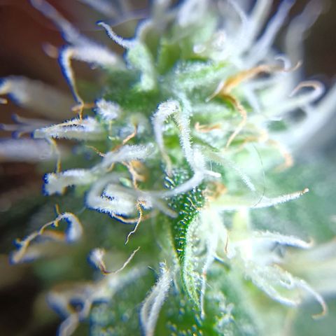 Florinda: AK-47 growlog timeline photo