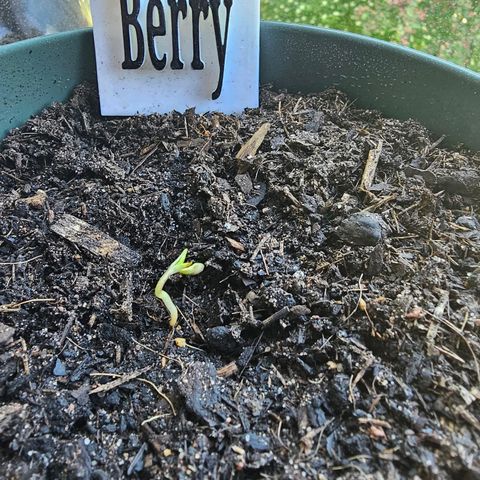 Bäumchen 2 growlog photo: Die ersten Triebe kommen 
