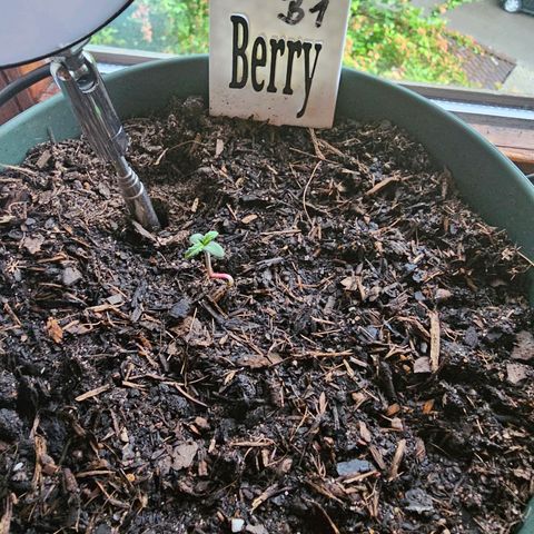Bäumchen 1 growlog photo:  Die ersten Blätter 