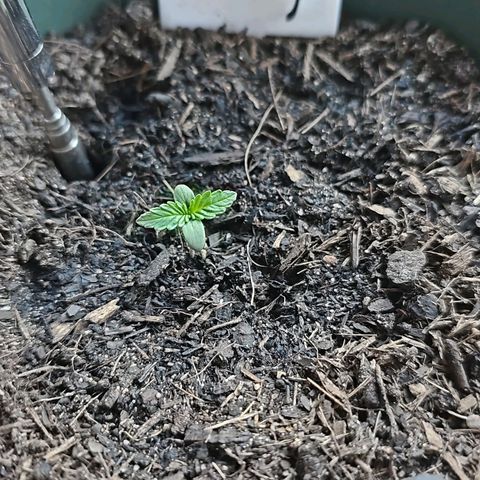 Bäumchen 1 growlog photo: Er wächst stättig 