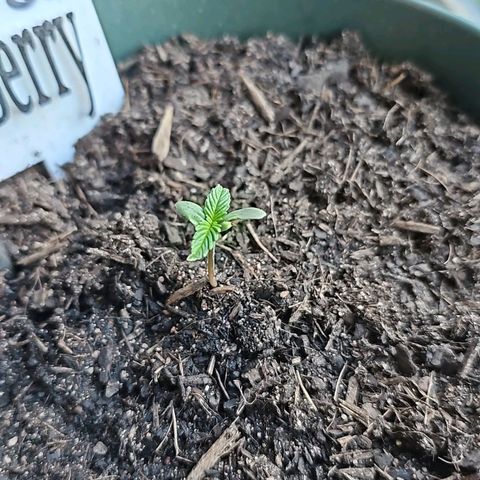Bäumchen 2 growlog photo: Er wächst stättig 