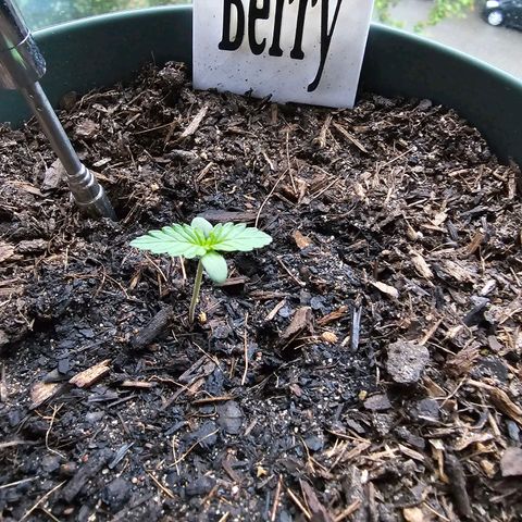 Bäumchen 1 growlog photo: Und wieder ein wenig gewachsen 