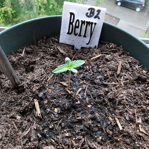 Bäumchen 2 growlog photo: Und wieder gewachsen 