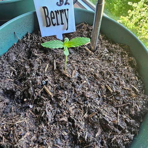 Bäumchen 2 growlog photo: So langsam wird es 