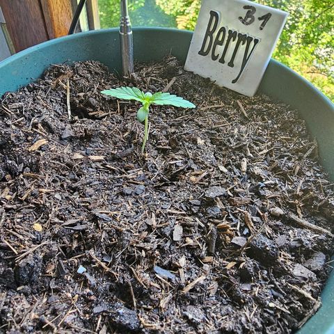 Bäumchen 1 growlog photo: So langsam wird es 