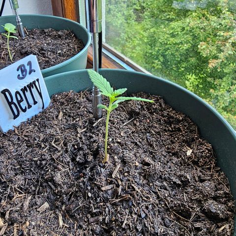 Bäumchen 2 growlog photo: Und sie wachsen weiter 