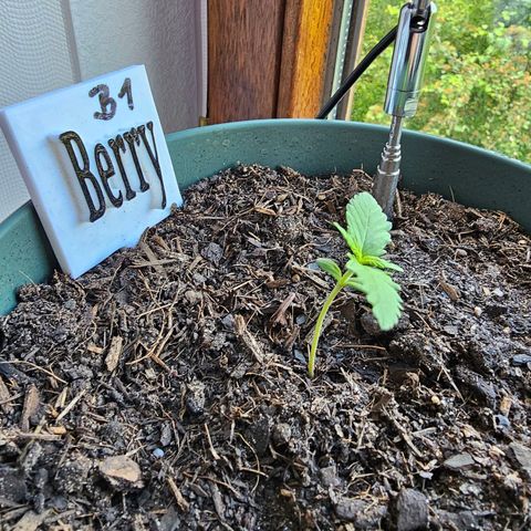 Bäumchen 1 growlog photo: Und sie wachsen weiter 