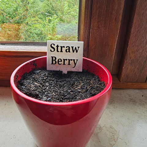 Strawberry Haze Auto growlog photo