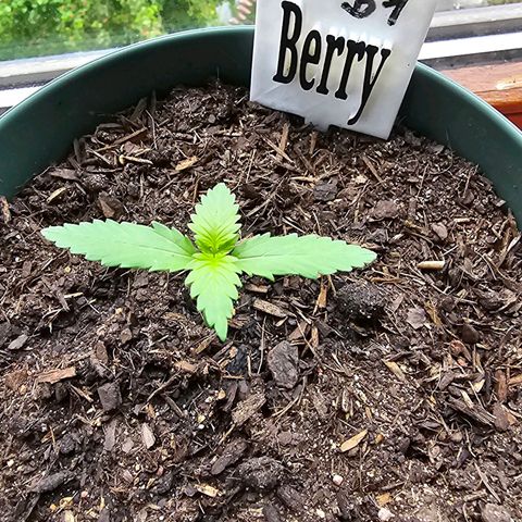 Bäumchen 1 growlog timeline photo