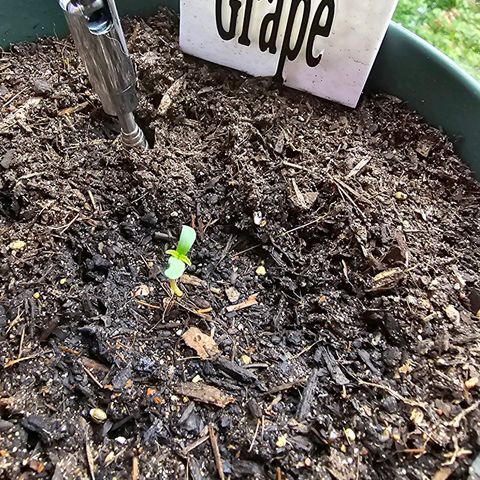 Grapefruit'matic growlog photo: Sie wächst 