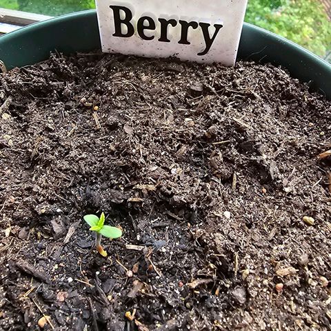Strawberry Haze Auto growlog photo