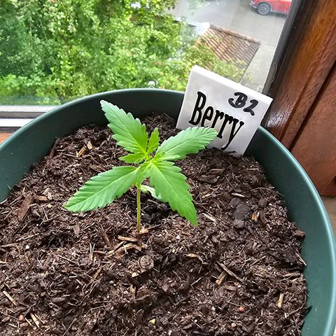 Bäumchen 2 growlog photo: Schön gross und stark werden 
