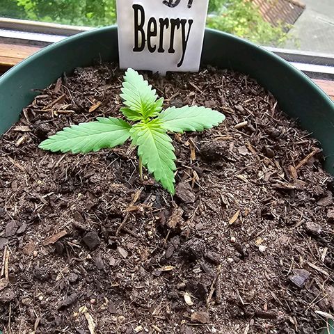 Bäumchen 1 growlog photo: Schön gross und stark werden 