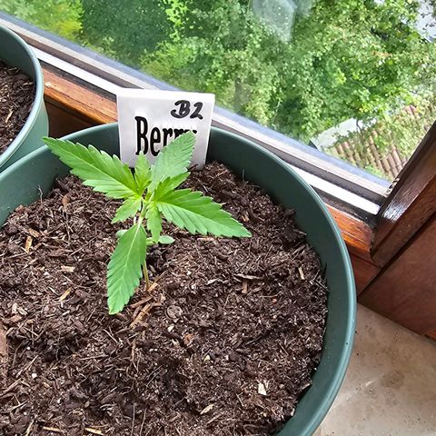 Bäumchen 2 growlog photo: Es gedeiht juhu 