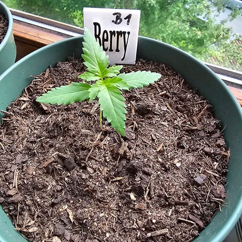 Bäumchen 1 growlog photo: Es gedeiht , juhu