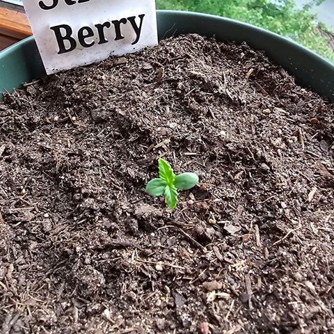 Strawberry Haze Auto growlog photo