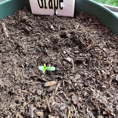 Grapefruit'matic growlog photo: Geschlüpft und munter 