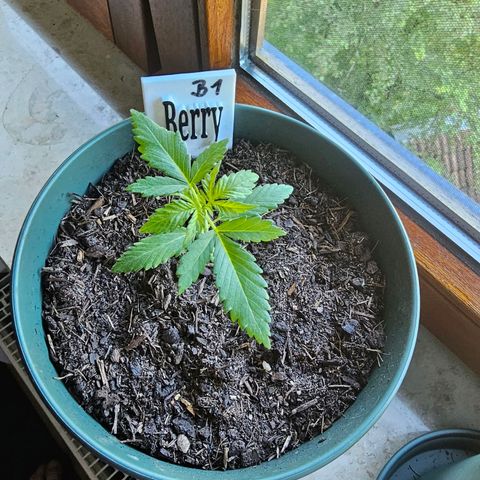 Bäumchen 1 growlog photo: Sie wachsen und wachsen 