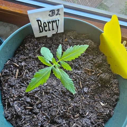 Bäumchen 2 growlog photo: Sie wachsen und wachsen wie schön 