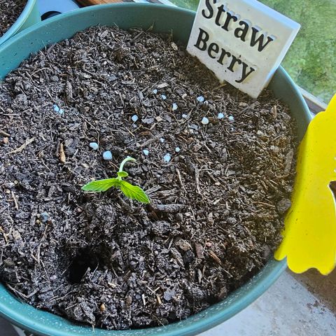 Strawberry Haze Auto growlog photo: Bisschen umgefallen nach dem umstecken in tiefere Erde , aber sie kommt wieder 