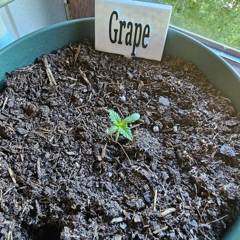 Grapefruit'matic growlog photo: Mein Nachzügler der dennoch stehts wächst langsam aber sicher 