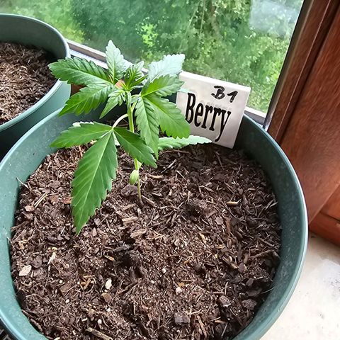 Bäumchen 1 growlog photo: Wunderschön wie sie wachsen 