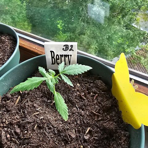 Bäumchen 2 growlog photo: Schön weiter wachsen 