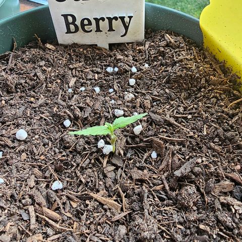 Strawberry Haze Auto growlog photo: Klein aber fein 