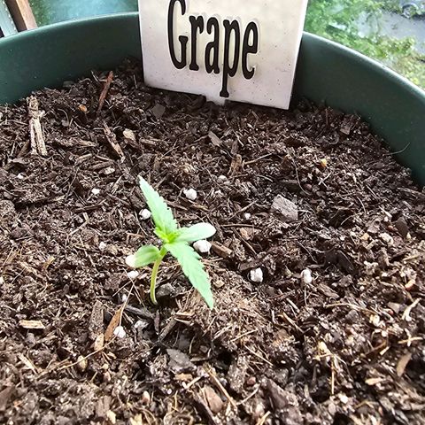 Grapefruit'matic growlog photo: Es wird langsam aber sicher 