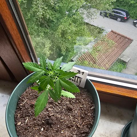 Bäumchen 1 growlog timeline photo