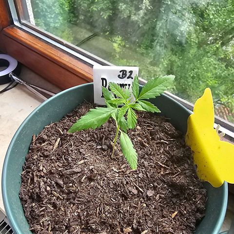 Bäumchen 2 growlog timeline photo