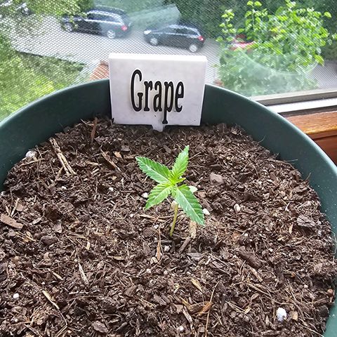 Grapefruit'matic growlog timeline photo