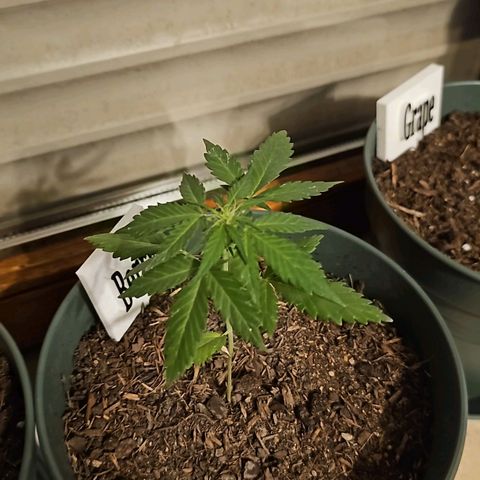 Bäumchen 1 growlog photo: Sie wachsen stetig 