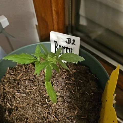 Bäumchen 2 growlog timeline photo