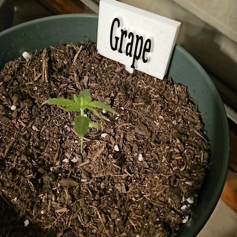 Grapefruit'matic growlog timeline photo